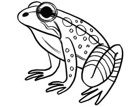 California Red Legged Frog Coloring Page